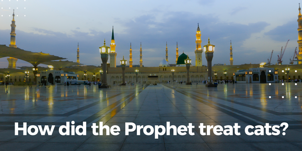 Prophet Cat How did the Prophet treat cats? – شبكة ملفات أهل السنة والجماعة