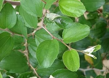 Sidr Leaves for Ruqyah