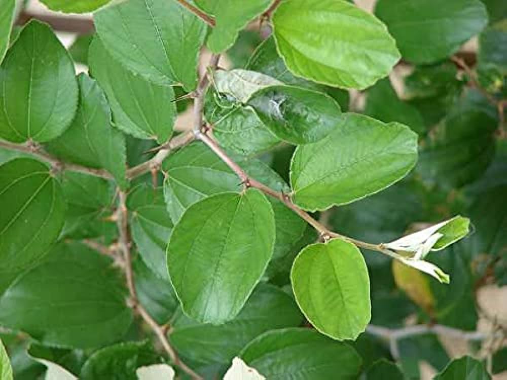 How To Use Sidr Leaves In Ruqyah For Sihr Treatment 